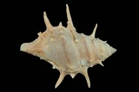 藏品(棘蛙螺)的圖片